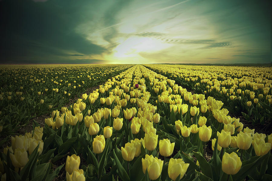 Field Of Yellow Tulips Photograph by Maik Keizer