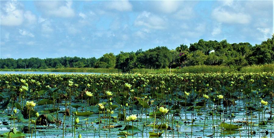 - Field of Yellow Water Lilies Photograph by THERESA Nye - Fine Art America