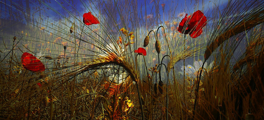 Field Poppy Photograph by Josef Pavlin