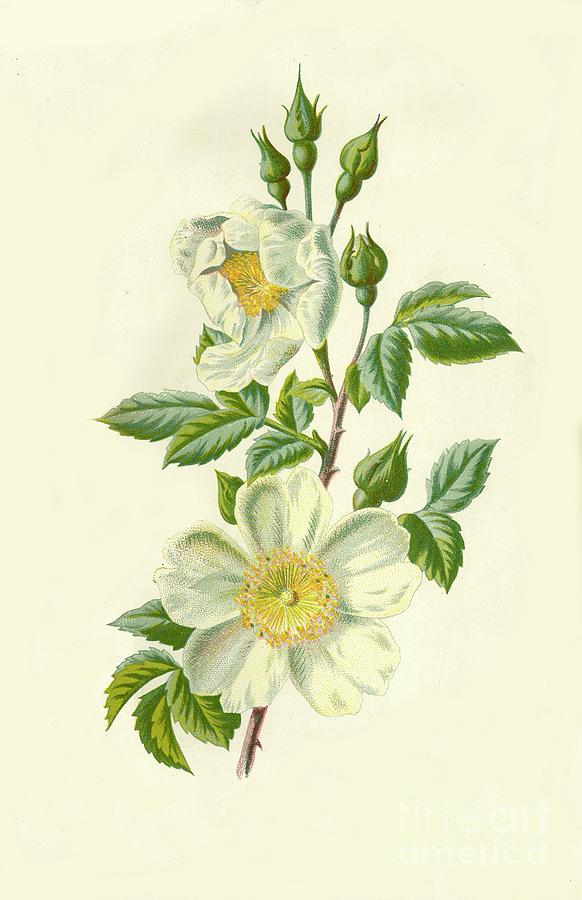 Field Rose Drawing by Print Collector