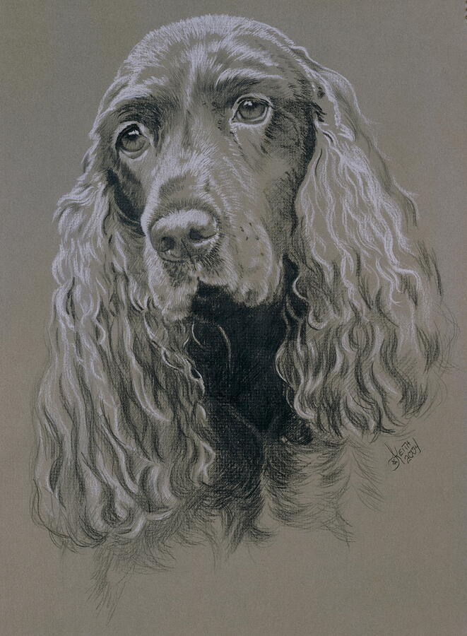 Field Spaniel in Graphite Drawing by Barbara Keith