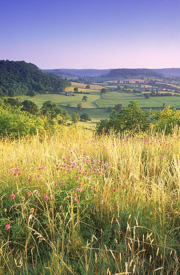 Field W Tall Grass, Cotswolds, Glos, Uk Photograph by Peter Adams
