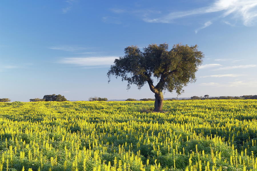 Field With Cork Oak Tree, Portugal Digital Art by Cornelia Dorr