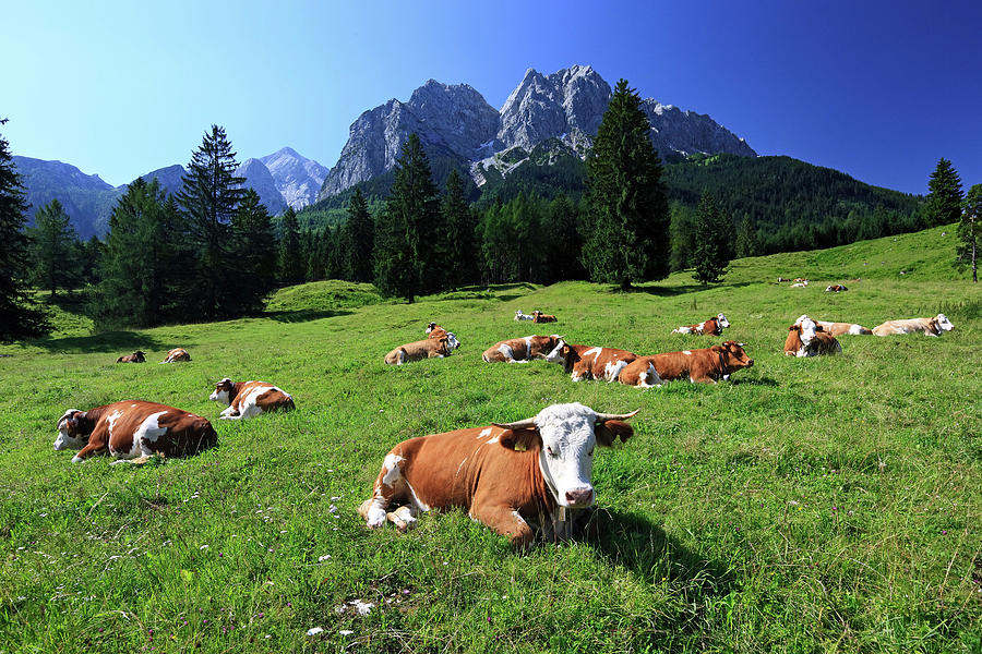 Field With Cows, Bavaria, Germany Digital Art by Reinhard Schmid