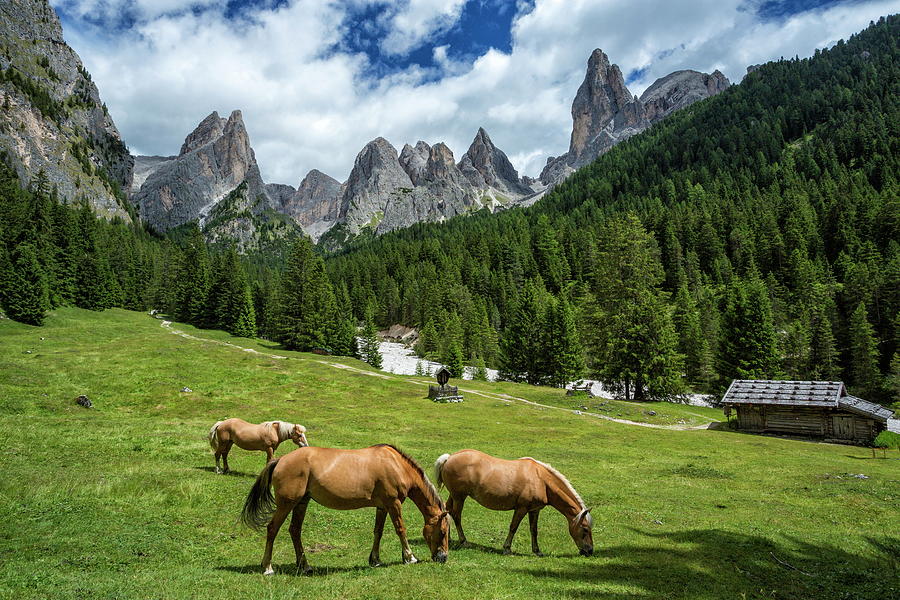Field With Horses, Dolomites, Italy Digital Art by Hans-peter Huber