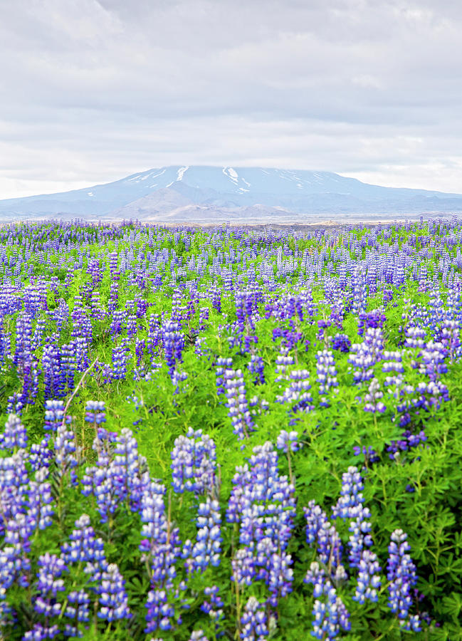 Field With Lupine Flowers, And A Volcano Photograph by Elisabeth Pollaert Smith