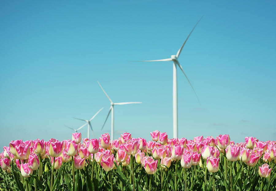 Field With Pink Tulip Blooms And Wind Turbines, Zeewolde, Flevoland ...