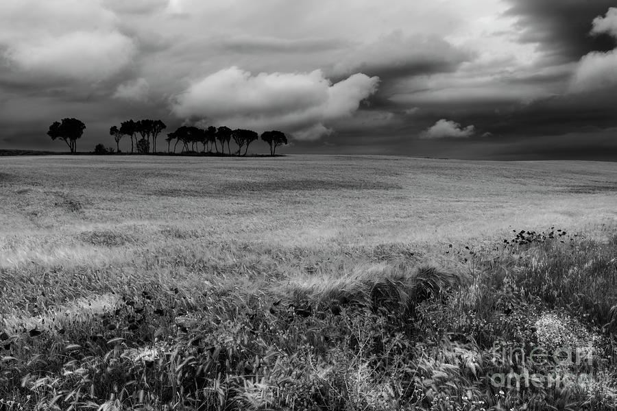 Field with poppies and trees. B and W Photograph by Vicente Sargues