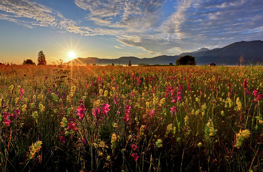 Field With Sword Lilies & Mountains Digital Art by Bernd Rommelt