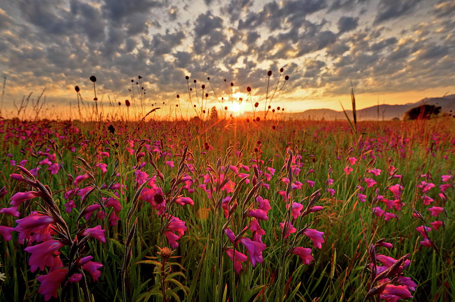 Field With Sword Lilies Digital Art by Bernd Rommelt