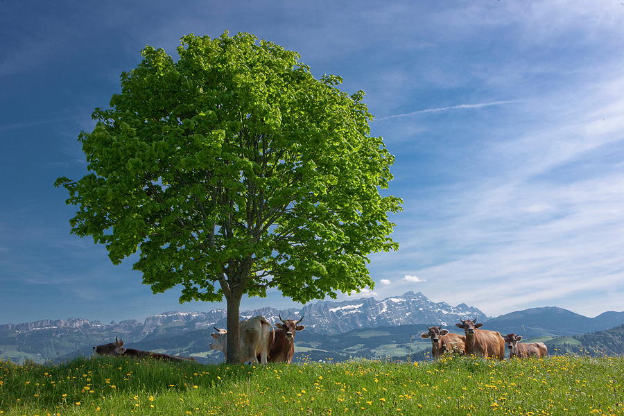 Animal Digital Art - Field With Tree & Cows by Christof Sonderegger