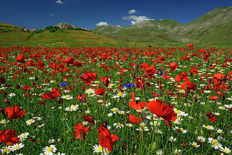 Field With Wildflowers Digital Art by S.& S. Grunig-karp