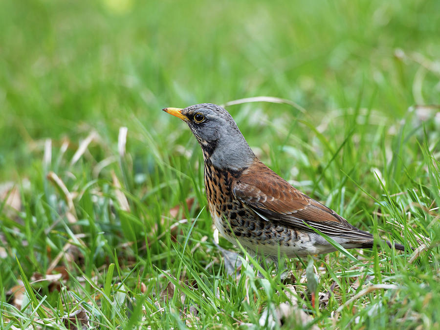 Fieldfare In The Grass Photograph by Konrad Wothe