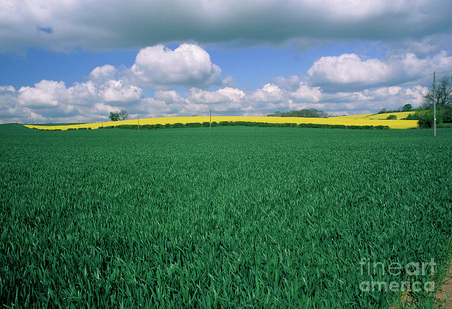Cereal Photograph - Fields Of A Cereal Crop And Oil Seed Rape. by Steve Horrell/science Photo Library