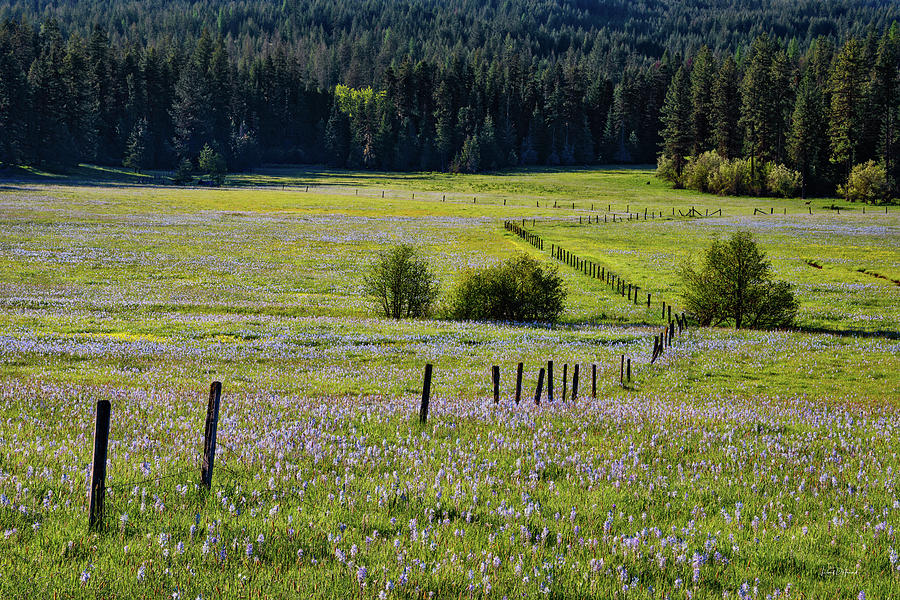 Nature Photograph - Fields of Blue by Leland D Howard