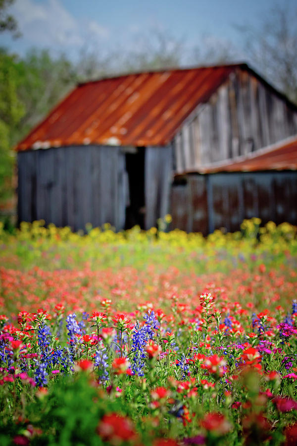 Fields of Color Photograph by Linda Unger