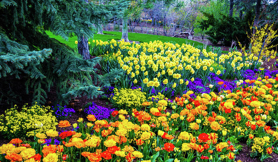 Fields of Color by Synda Whipple Fields of Color by Synda Whipple
