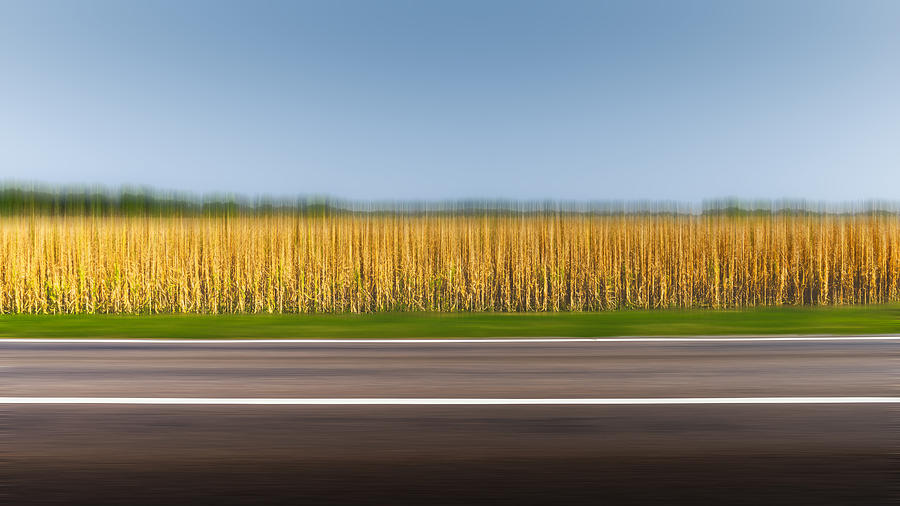 Still Life Photograph - Fields Of Corn by Xun Li