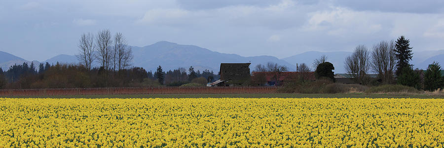 Fields of Daffodils Photograph by Briand Sanderson