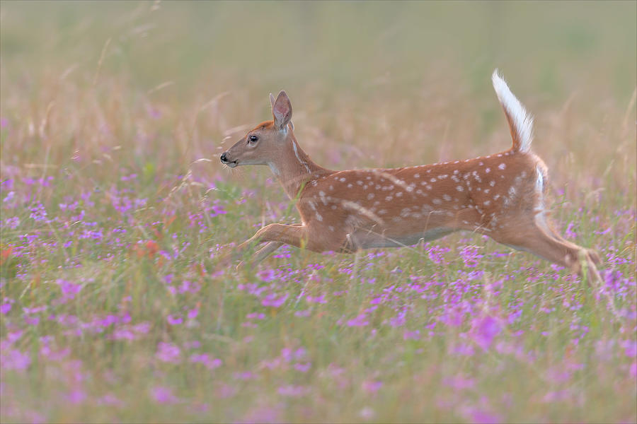 Deer Photograph - Fields Of Flowers by Nick Kalathas