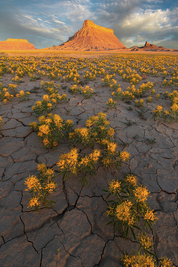 Flower Photograph - Fields of Gold by Dustin LeFevre