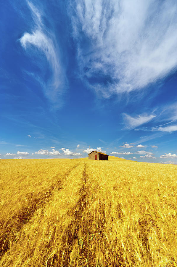 Fields Of Gold Photograph by Graziano