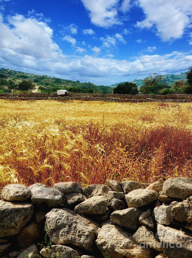 Fields of Gold in Malta - Maltese landscape photograph by Stephan Grixti Fields of Gold in Malta - Maltese landscape photograph by Stephan Grixti