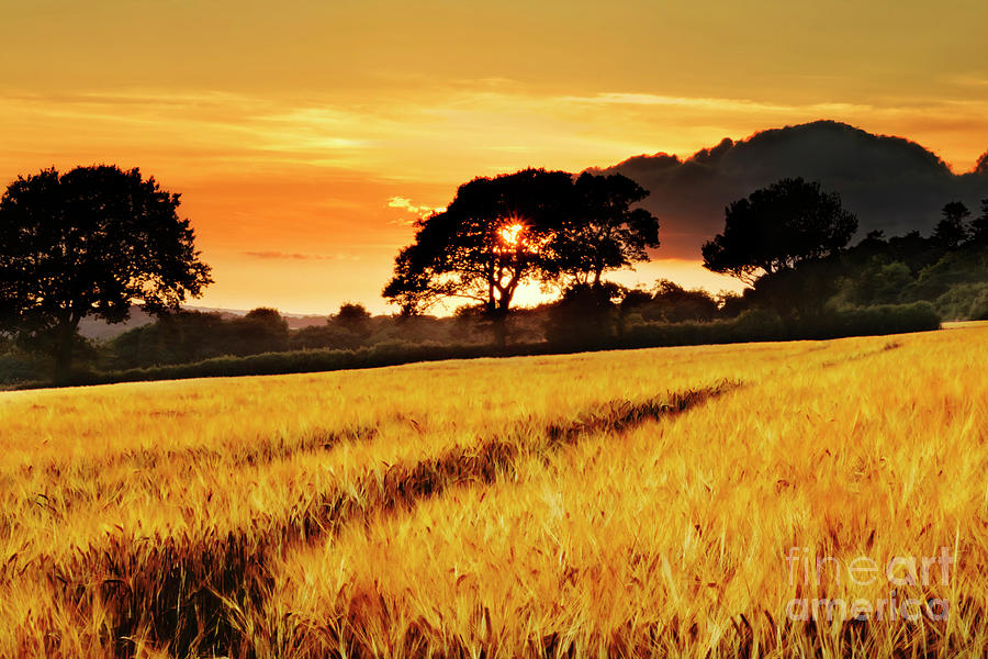 Fields of Gold Sunset Photograph by Terri Waters