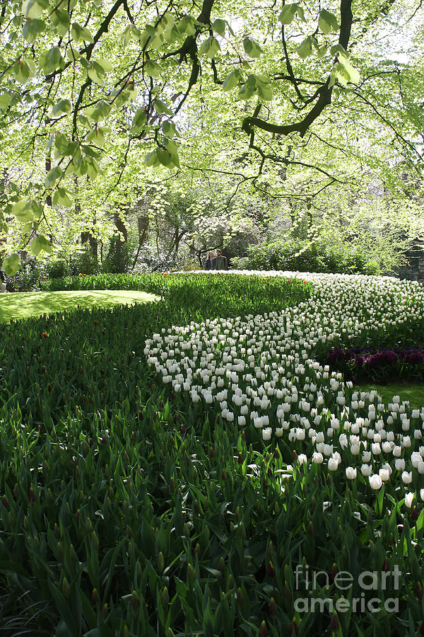 Tulip Photograph - Fields of Green by Michaela Steakley