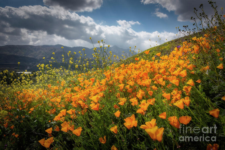 Flower Photograph - Fields of Joy by Peng Shi