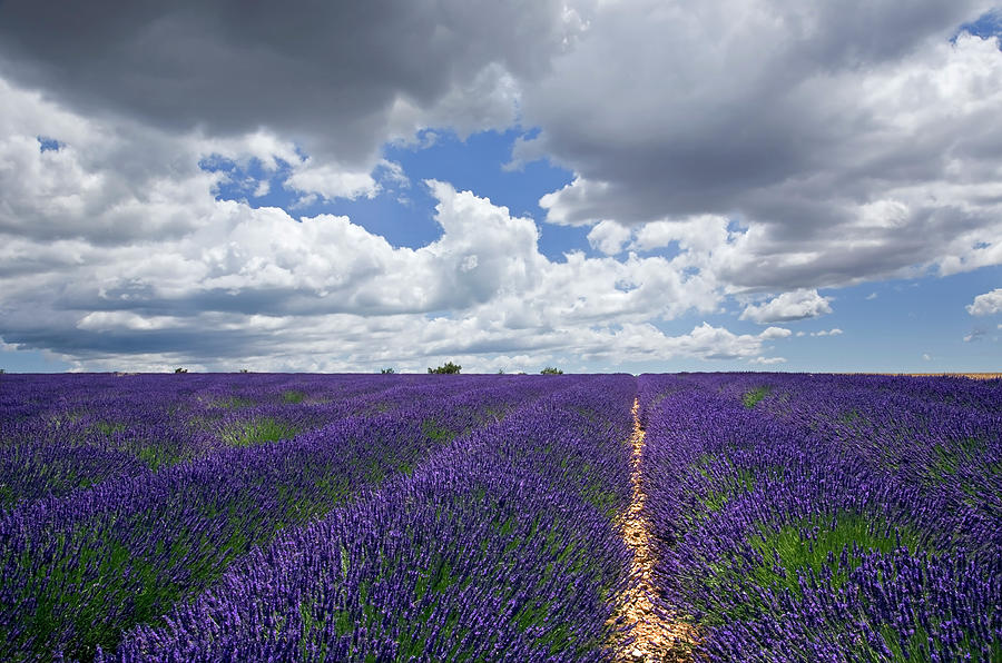 Fields Of Lavender Against Cloudy Sky Photograph by Lucynakoch - Fine ...