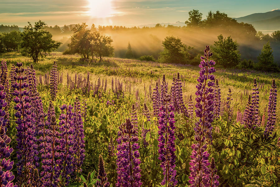 Flower Photograph - Fields Of Lupine by Jeff Sinon