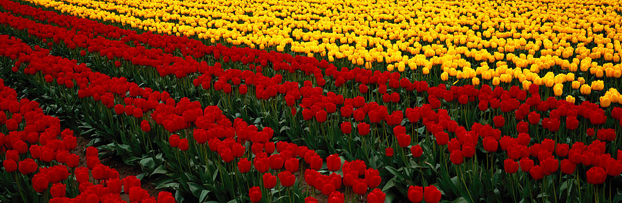 Fields Of Red And Yellow Tulips Photograph by Art Wolfe