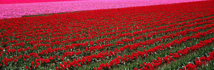 Fields Of Red, Pink Tulips Liliaceae Photograph by Art Wolfe
