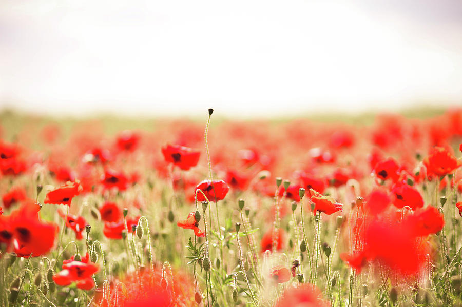 Fields Of Red Poppies Photograph by Olivia Bell Photography