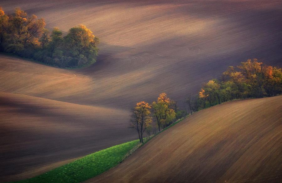 Tree Photograph - Fields Of South Moravia by Ales Komovec