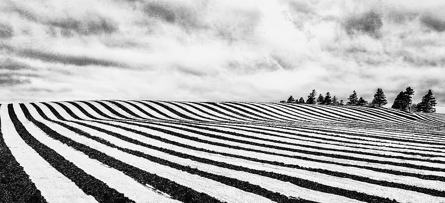 Fields Of Stripes Photograph by Michel Groleau