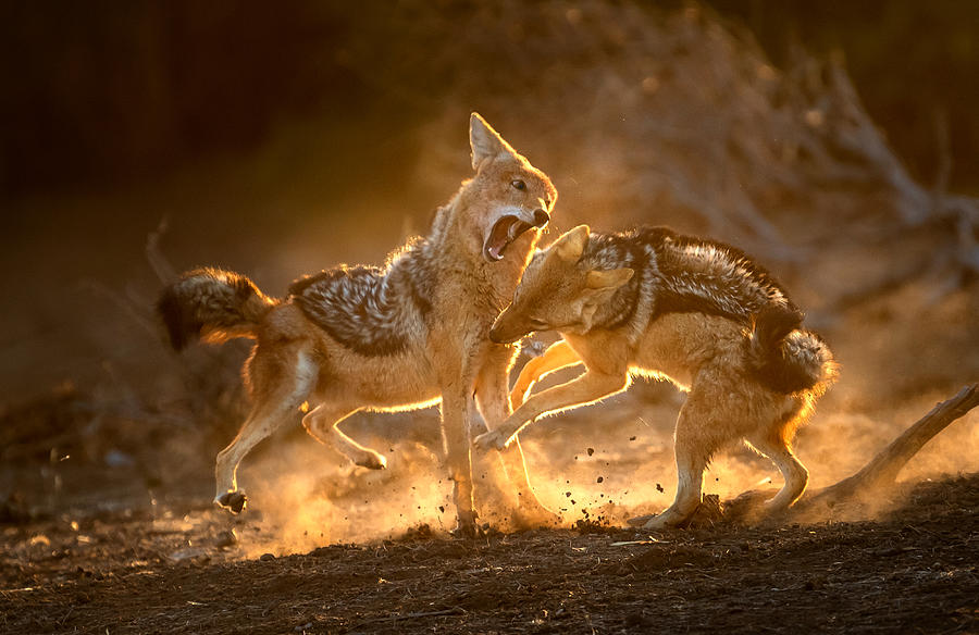 Fierce Battle Photograph by Hung Tsui