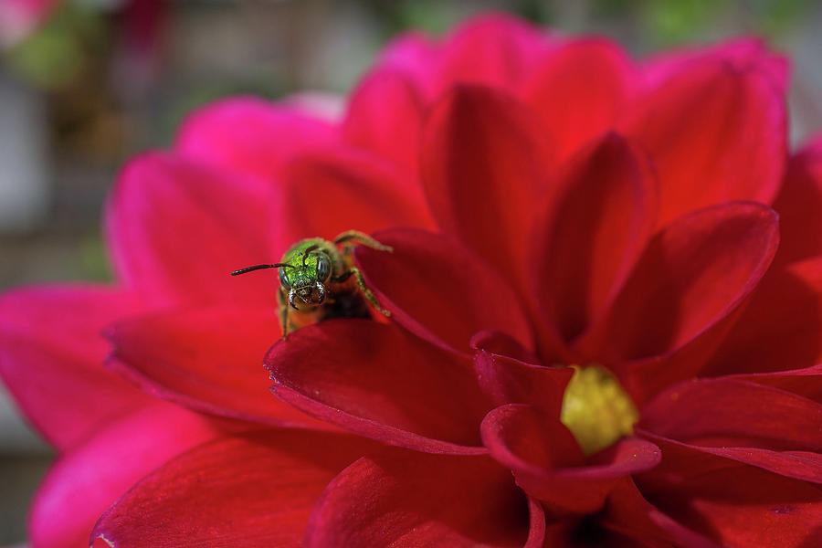 Insects Photograph - Fierce Green Sweat Bee by Linda Howes