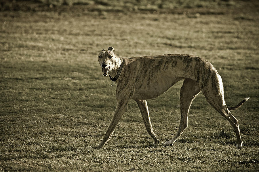 Fierce Greyhound Photograph by Craig Brewer