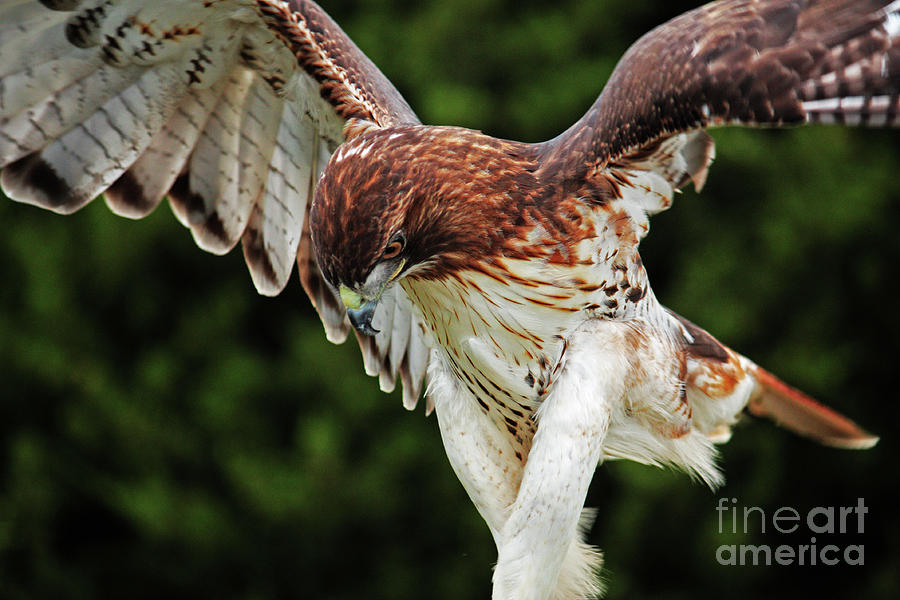 Hawk Photograph - Fierce Hunter by Lisa Porier