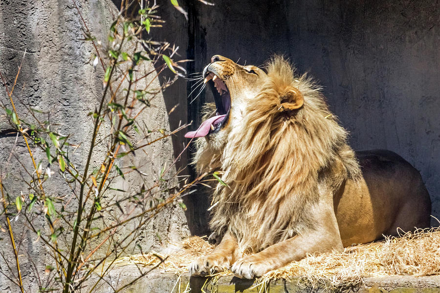 Fierce Yawn Photograph