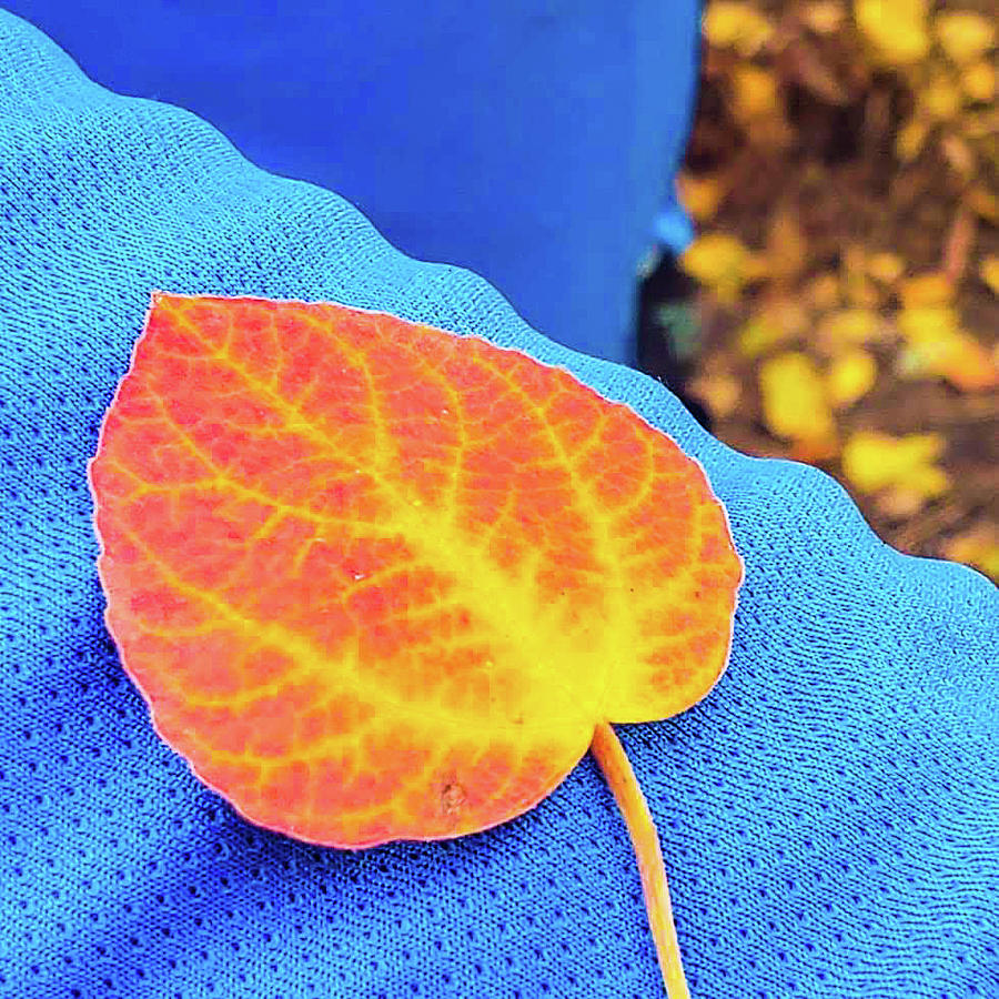 Fiery Autumn Photograph by Synda Whipple