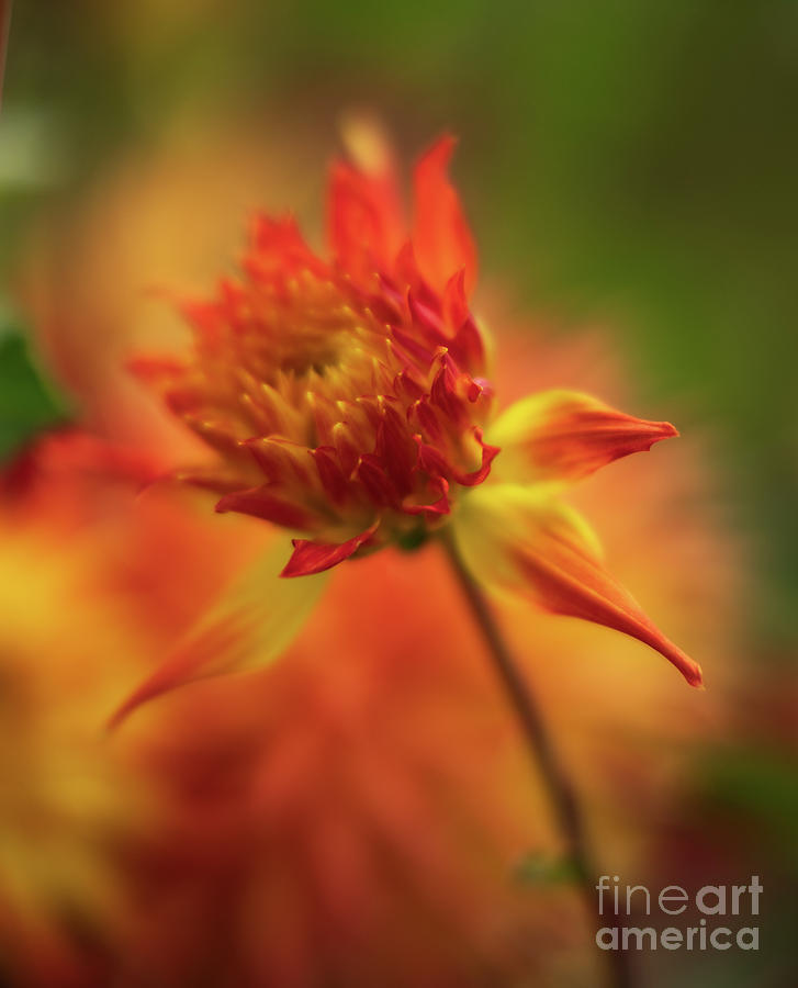 Fiery Dahlia Bloom Soft Light Photograph