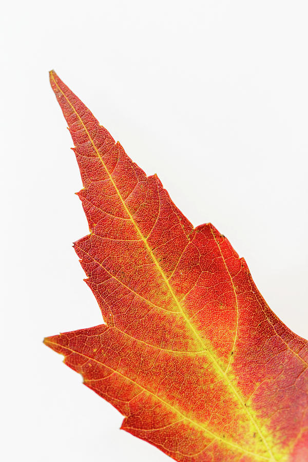 Fiery Fall Leaf Photograph by Lauri Novak