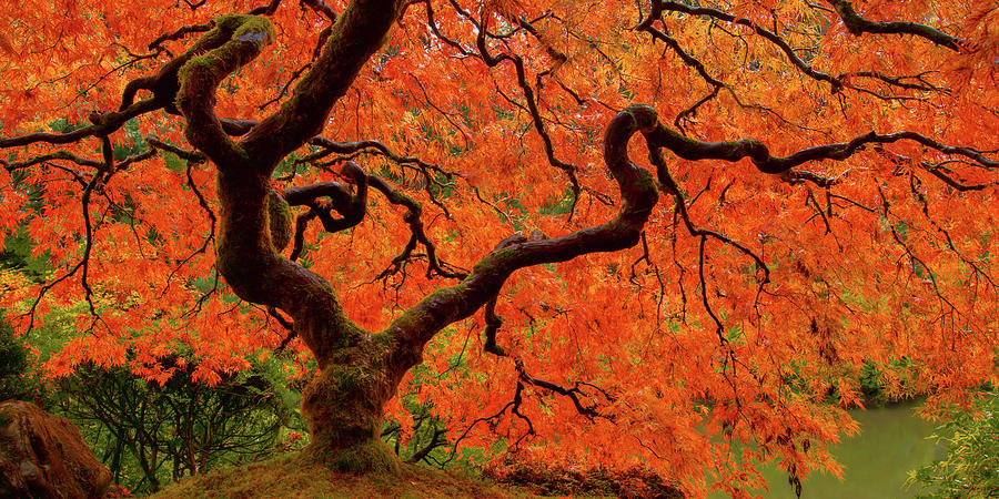 Fiery Maple Photograph by Don Schwartz