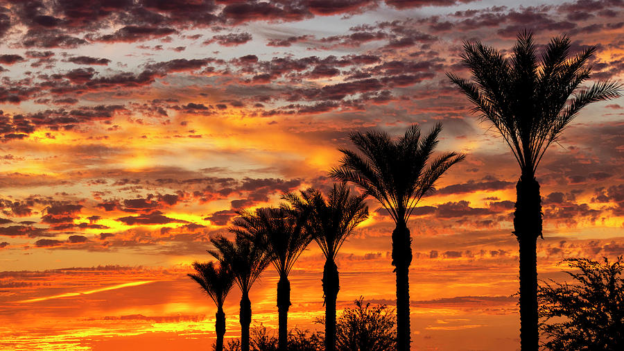 Sunset Photograph - Fiery Orange Palm Sunset  by Saija Lehtonen
