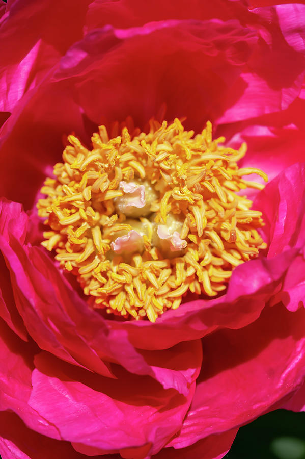 Fiery Pink Peony by Dawn Cavalieri Fiery Pink Peony by Dawn Cavalieri