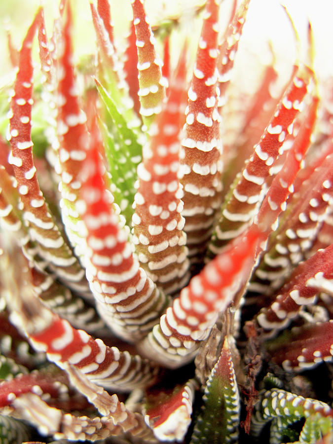 Fiery Red Succulent Plant Photograph by Jennifer Squires
