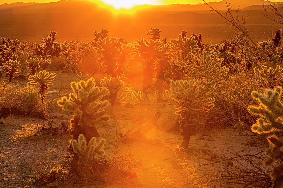 Fiery Sunrise Among the Cacti Photograph by ProPeak Photography